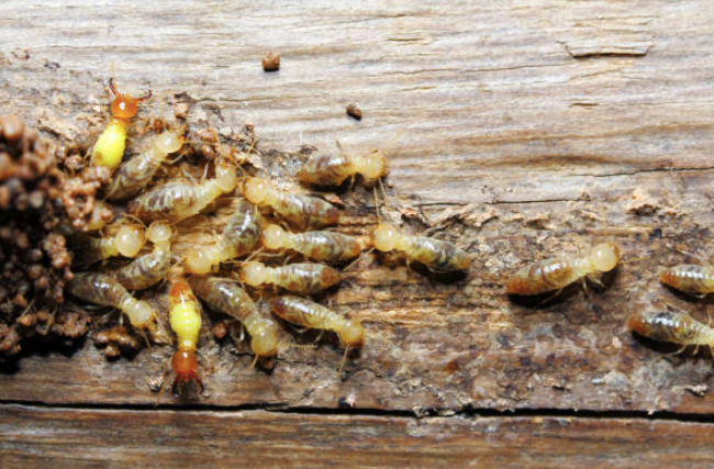 jasa anti rayap bandung